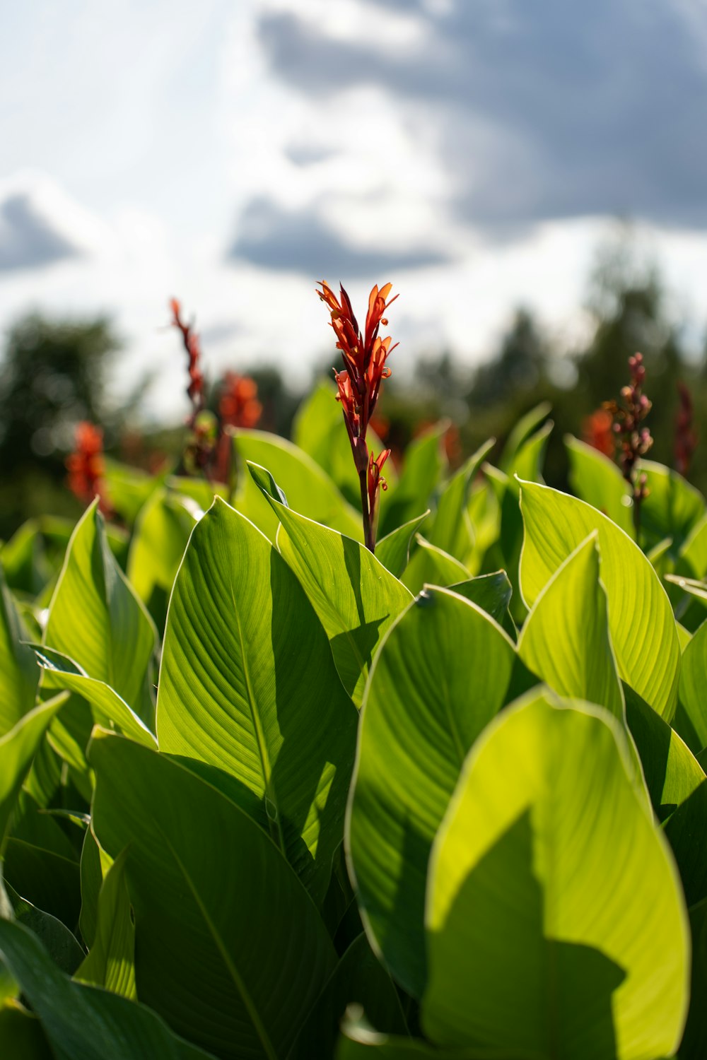 a close up of a green plant with red flowers