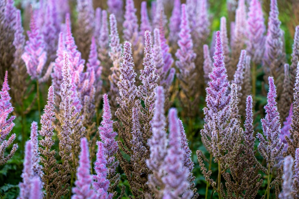 a field full of purple flowers with green leaves