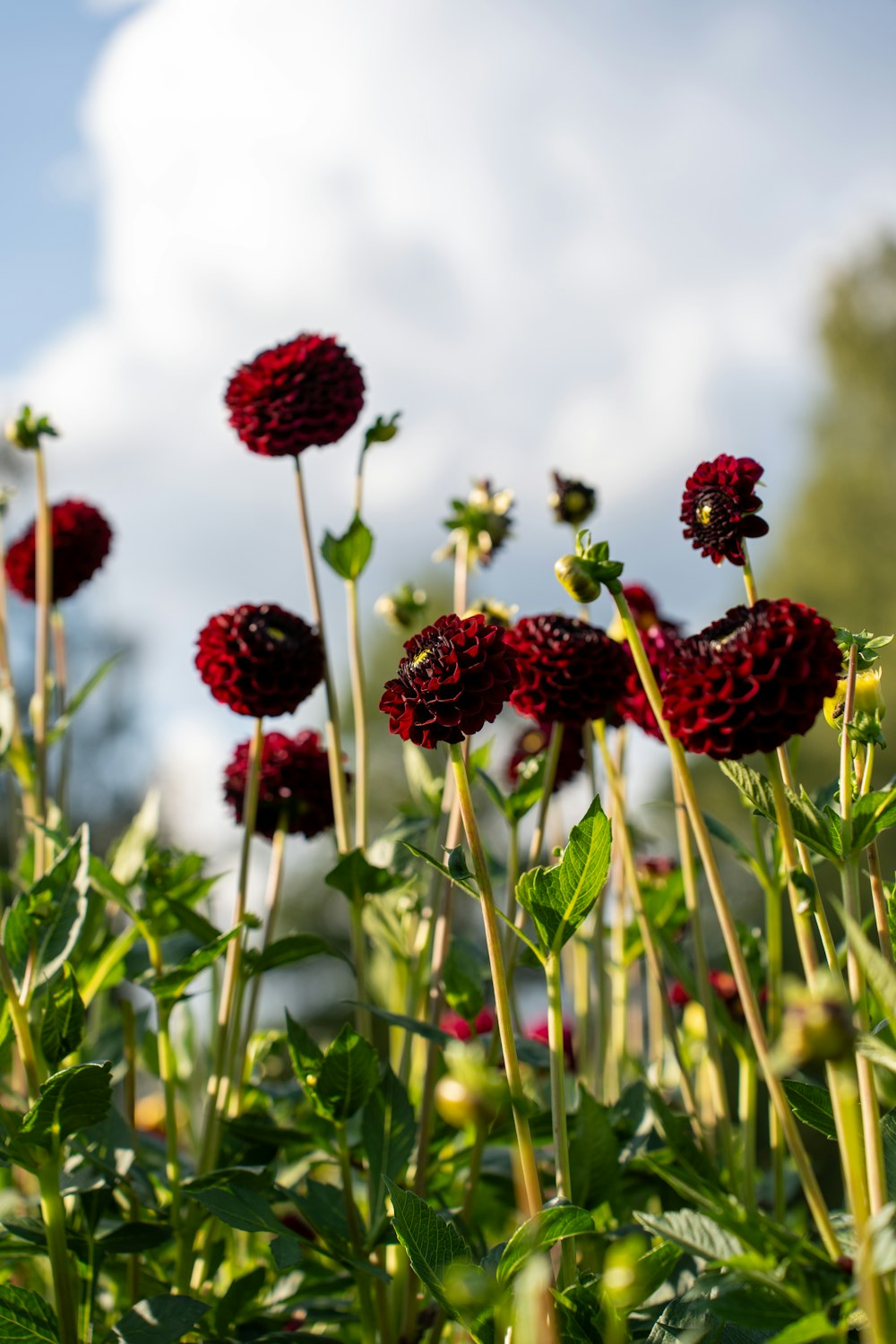 a bunch of flowers that are in the grass