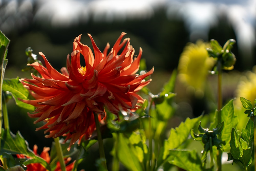 a close up of a red flower in a field