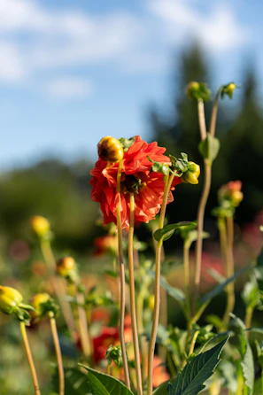 Close-up of bright red dahlias with lush green leaves in a sunlit garden.