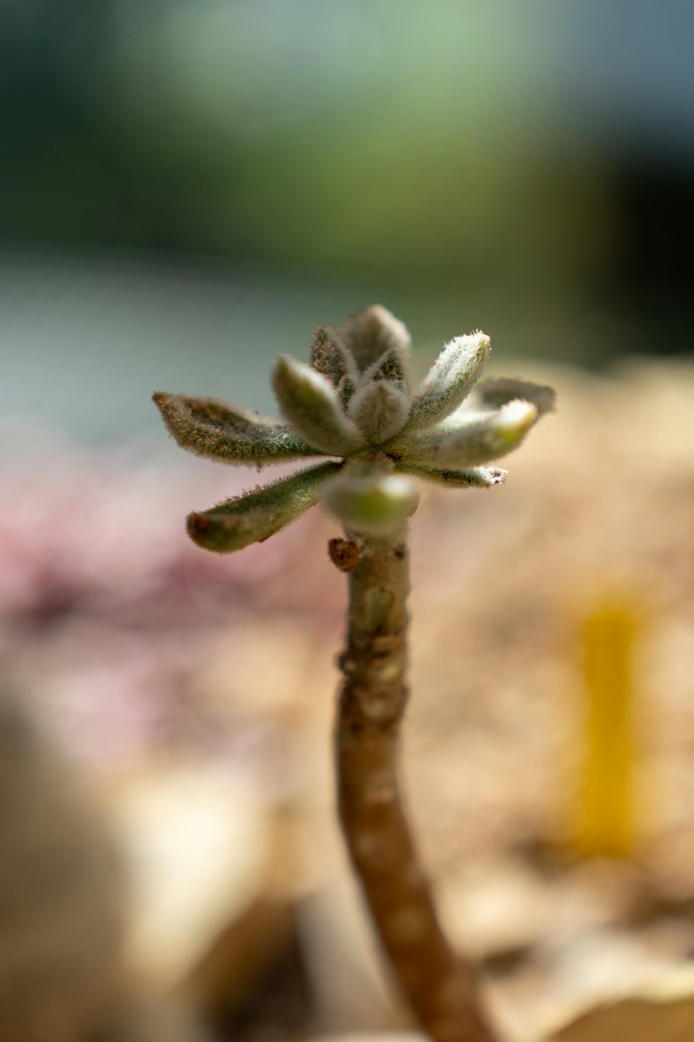 a close up of a plant with a blurry background