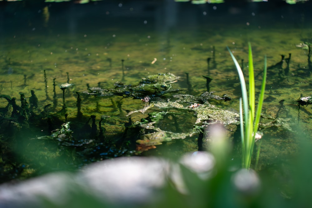 a close up of a pond with water and plants