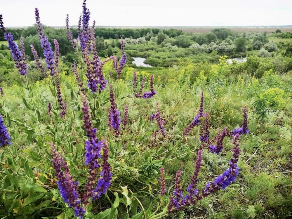 a field with purple flowers and trees in the background