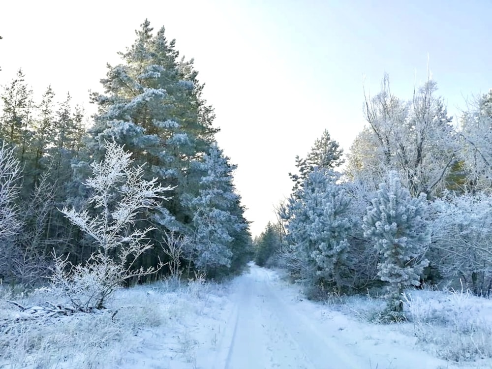 a snow covered road in the middle of a forest