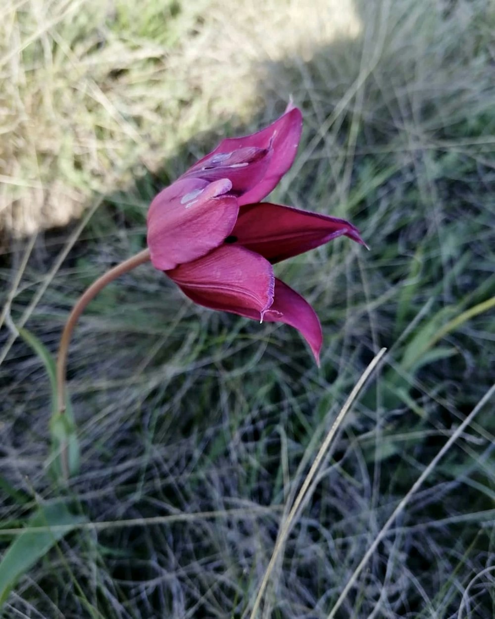 a single pink flower in a grassy field