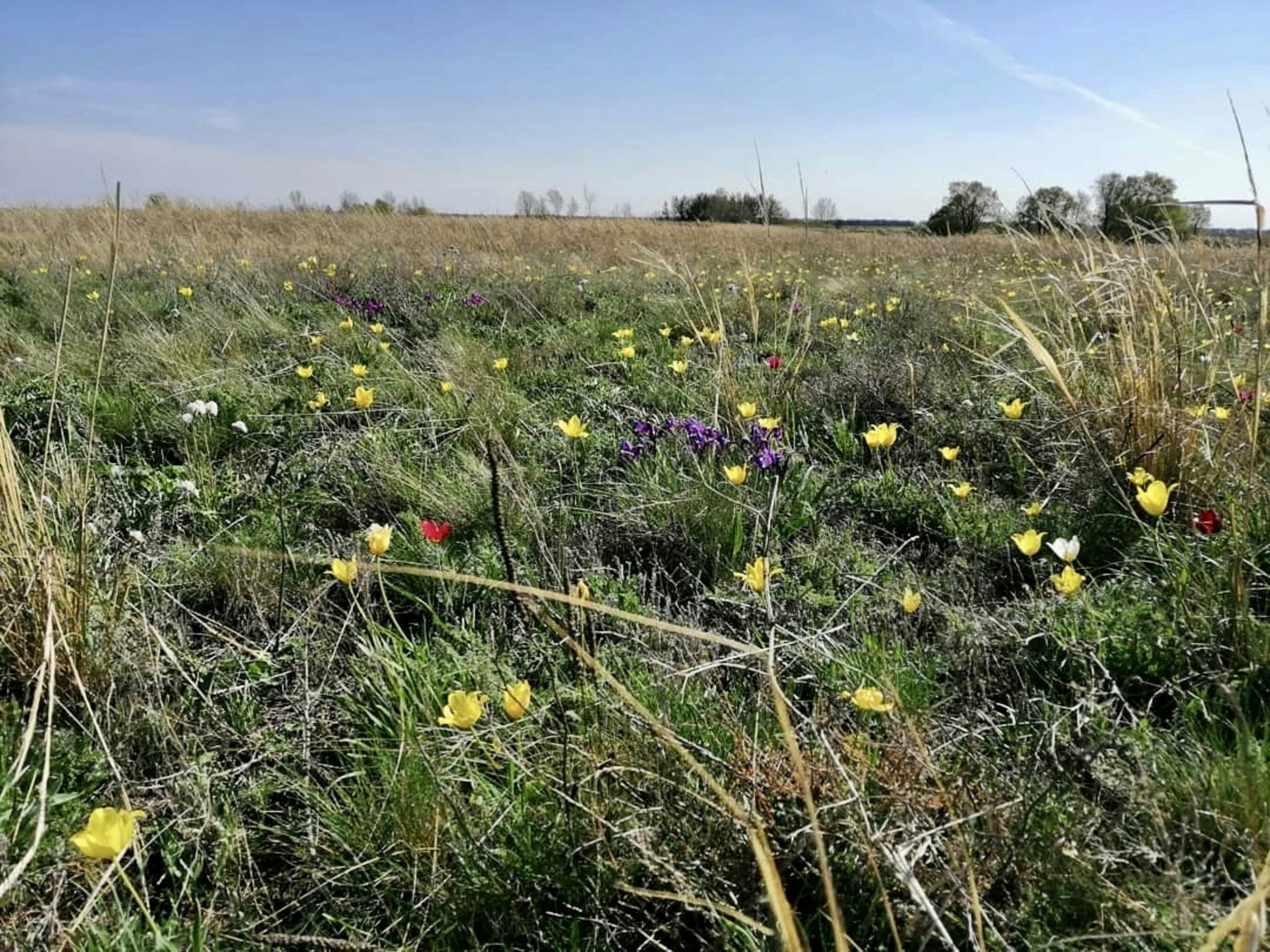 A field of wildflowers in the middle of a field photo – Free ...