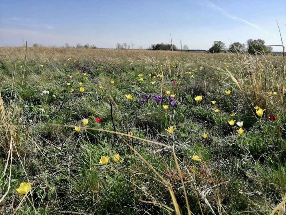 a field of wildflowers in the middle of a field