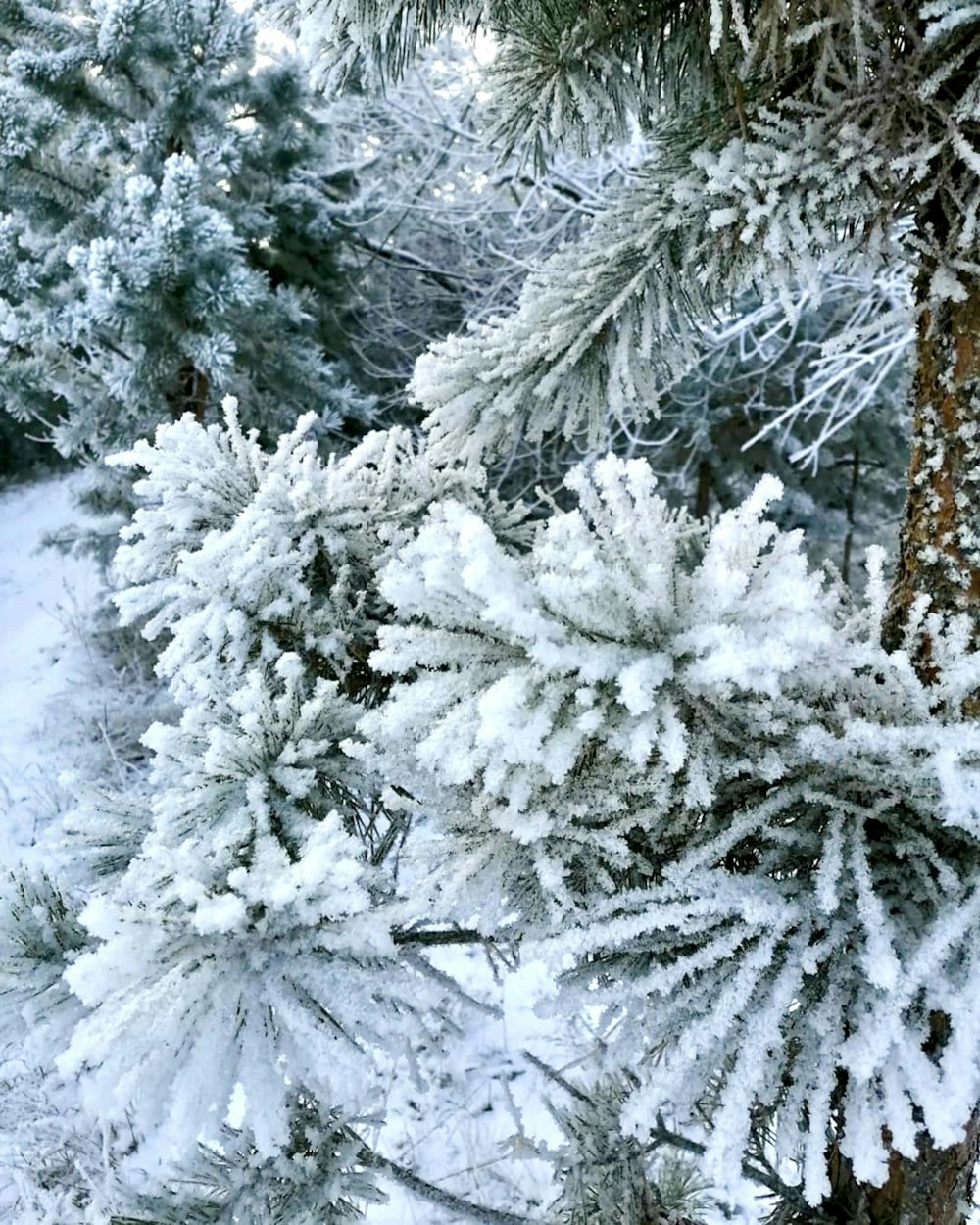 a snow covered pine tree in a forest