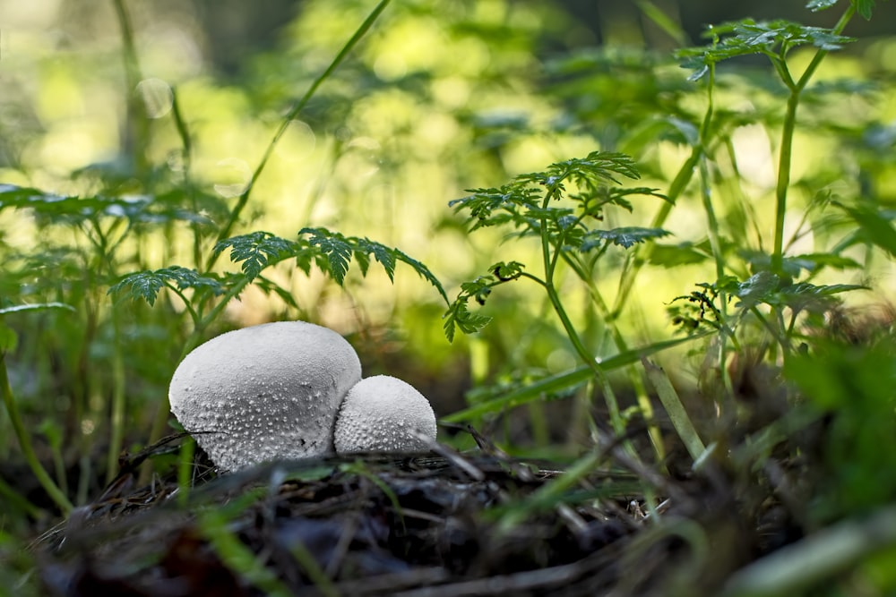 a couple of mushrooms that are in the grass