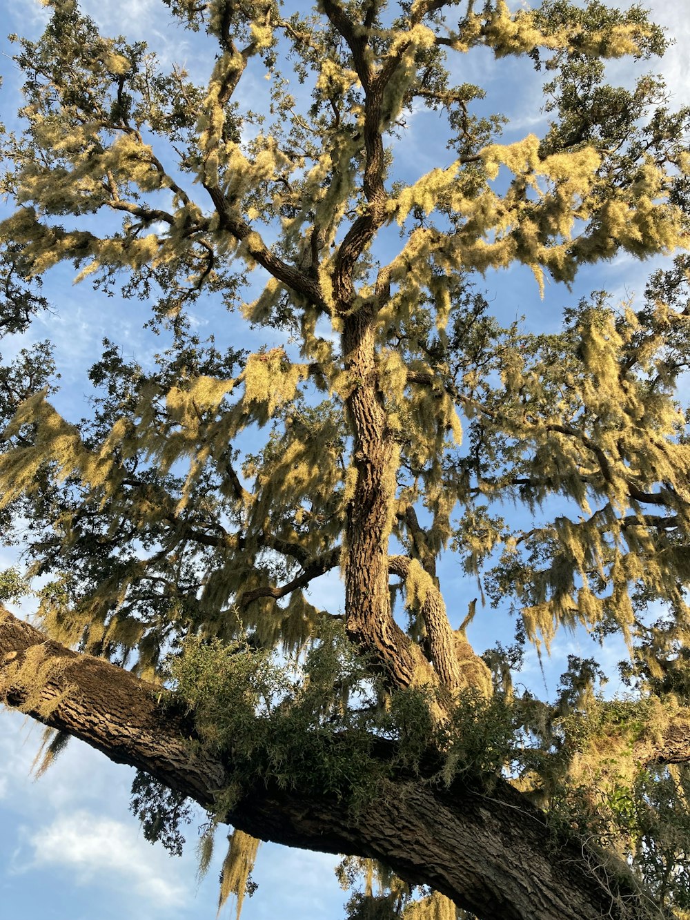 a large tree with moss growing on it's branches