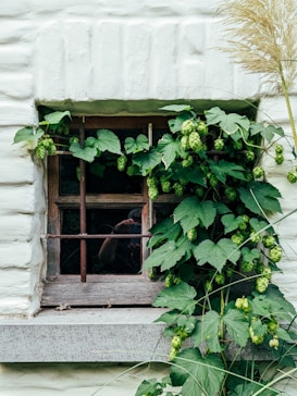 A rustic wooden window is surrounded by lush green hop vines with clusters of hops. The vines are draped over a light-colored brick wall, adding a touch of nature to the structure.