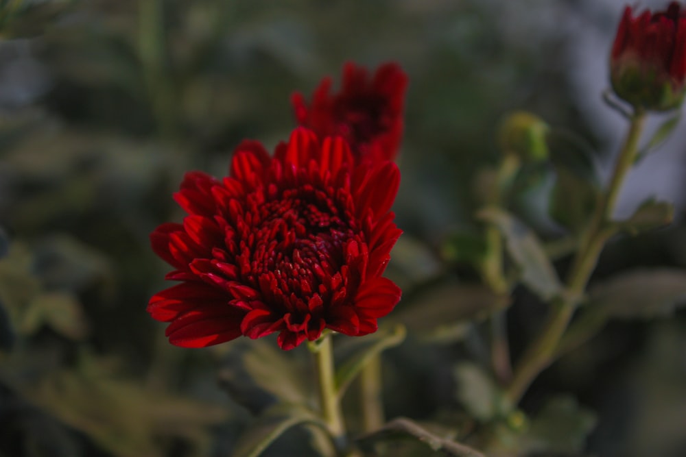 a close up of a red flower in a field