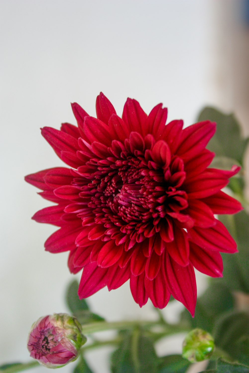 a close up of a red flower with green leaves