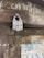 A close-up view of a metal padlock attached to a loop on a wooden door. The padlock has visible text and appears worn, indicating age. Chalk writings are on the upper part of the door, and faded posters featuring text and images are pasted below.