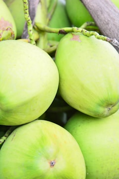 Several green coconuts are clustered closely together. The coconuts have smooth, slightly textured surfaces typical of fresh unripe coconuts. Their natural, bright green color suggests they are young and fresh. Thin stems and remnants of their fibrous husks are visible, indicating they are freshly harvested.