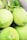 Several green coconuts are clustered closely together. The coconuts have smooth, slightly textured surfaces typical of fresh unripe coconuts. Their natural, bright green color suggests they are young and fresh. Thin stems and remnants of their fibrous husks are visible, indicating they are freshly harvested.