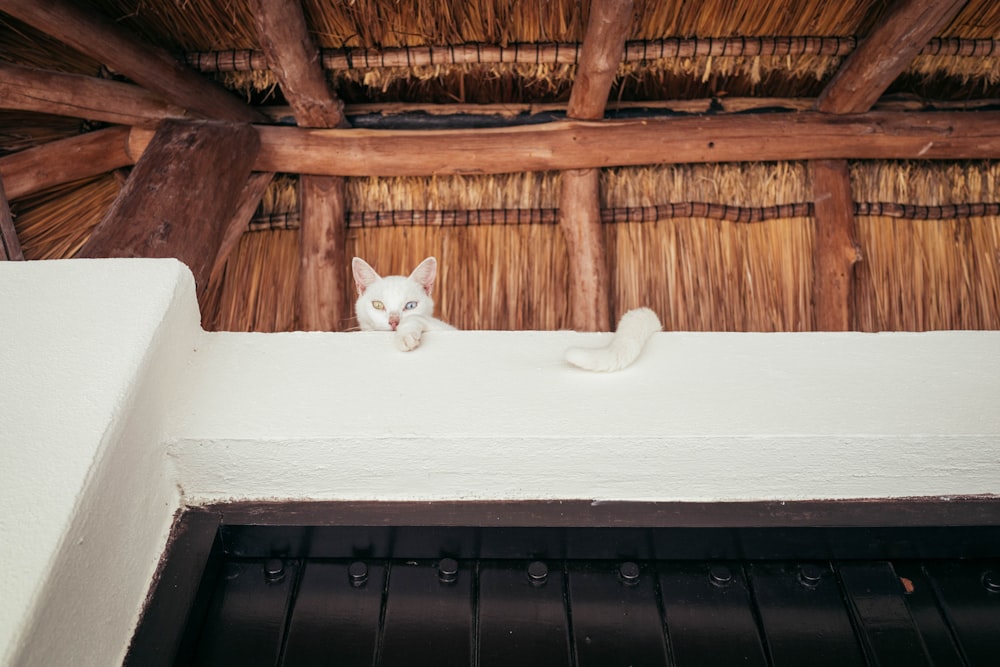 a white cat sitting on top of a white wall