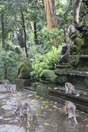 A serene view of a lush forest with playful monkeys interacting among ancient stone statues.