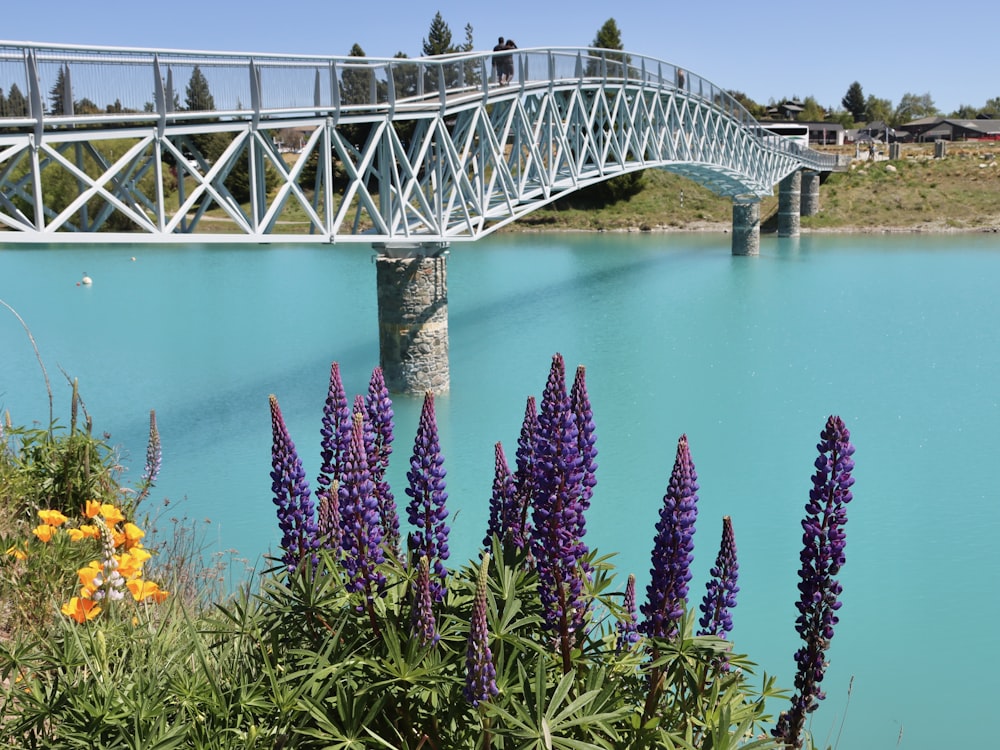 Un puente sobre un cuerpo de agua con flores púrpuras en primer plano