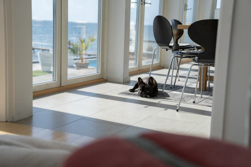 A cozy Scandinavian-style living room with soft natural light and a happy dog looking out the window toward Acadia National Park.