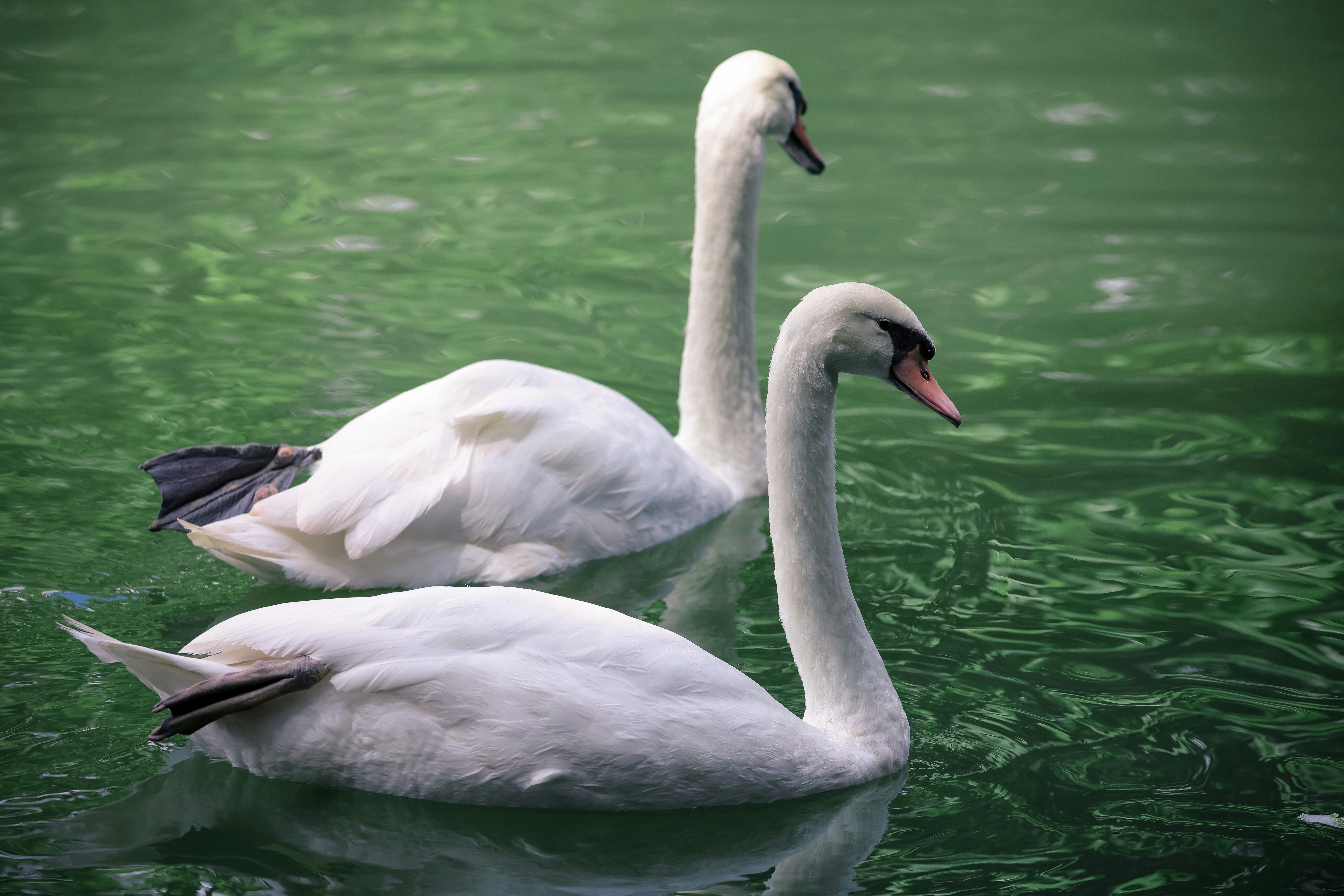 Photo by dickenslin76