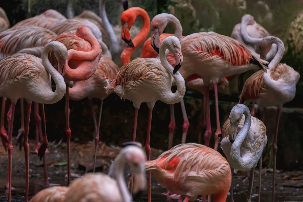 a group of flamingos standing around in the water