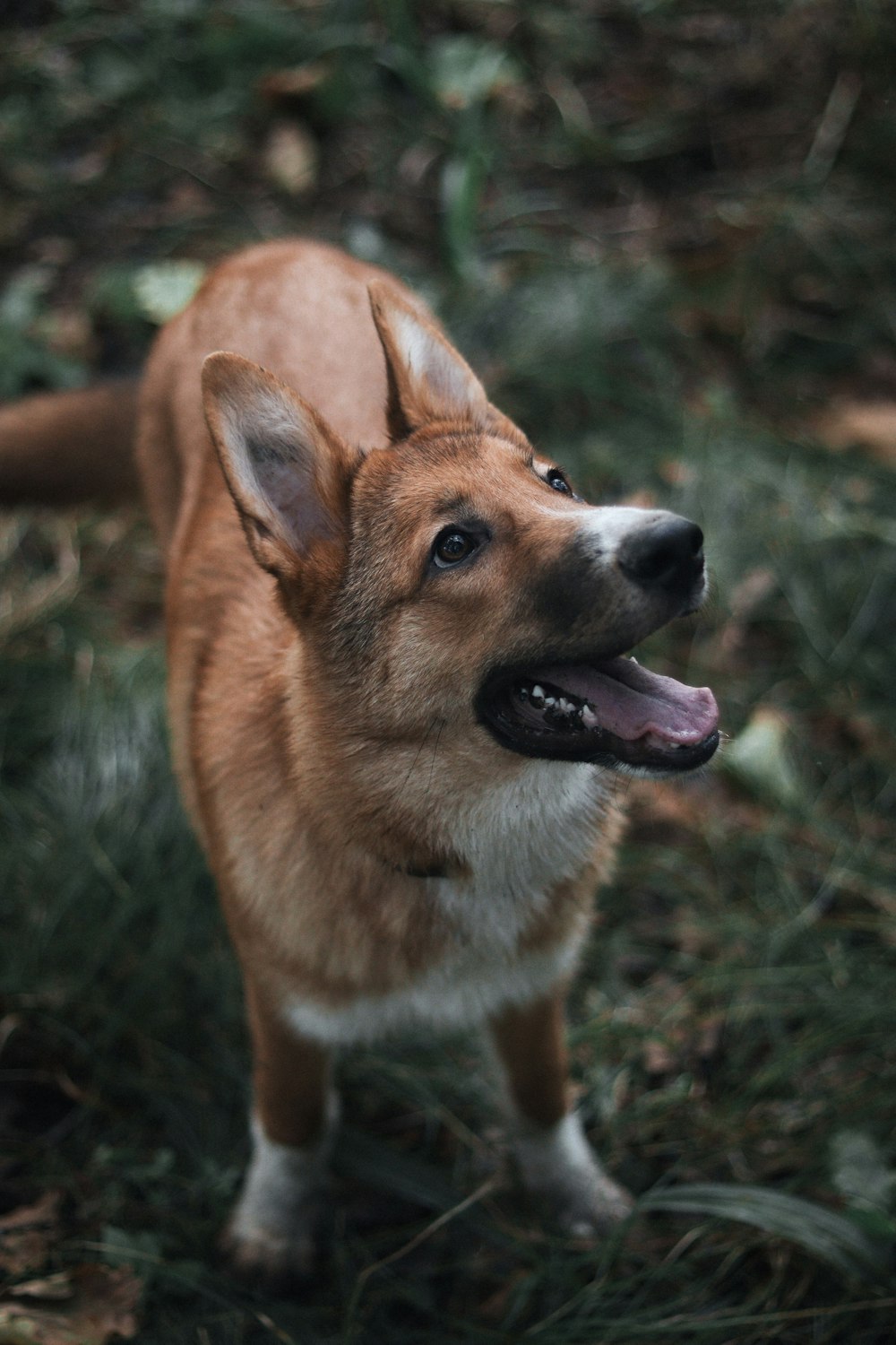 a brown and white dog standing on top of a grass covered field