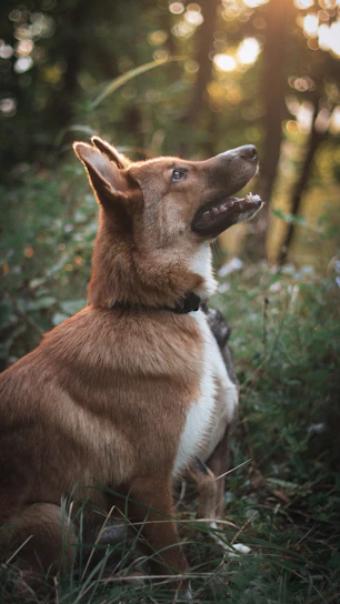 A gentle dog resting in a sunlit forest clearing surrounded by vibrant greenery.