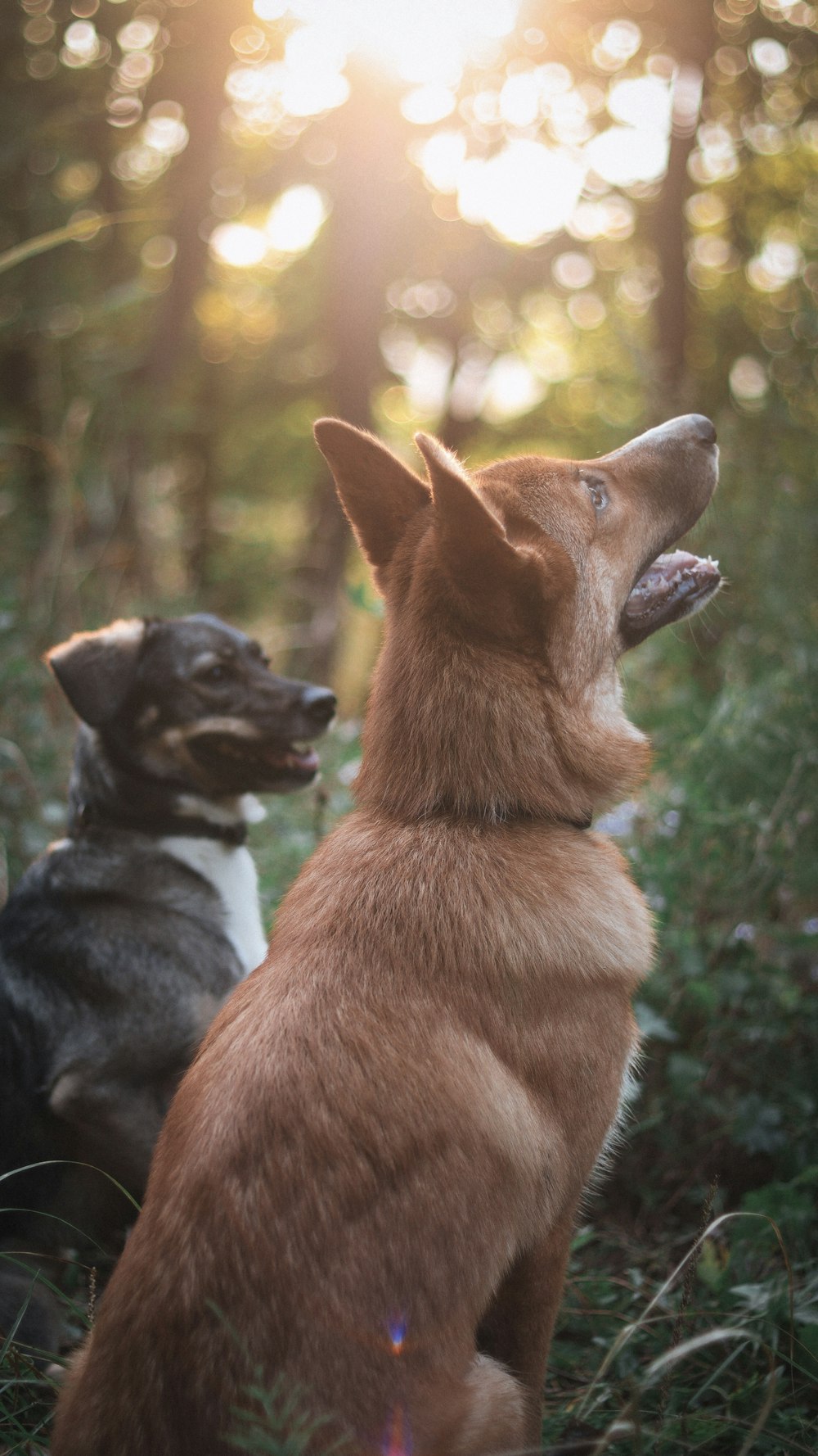 a couple of dogs sitting in the grass