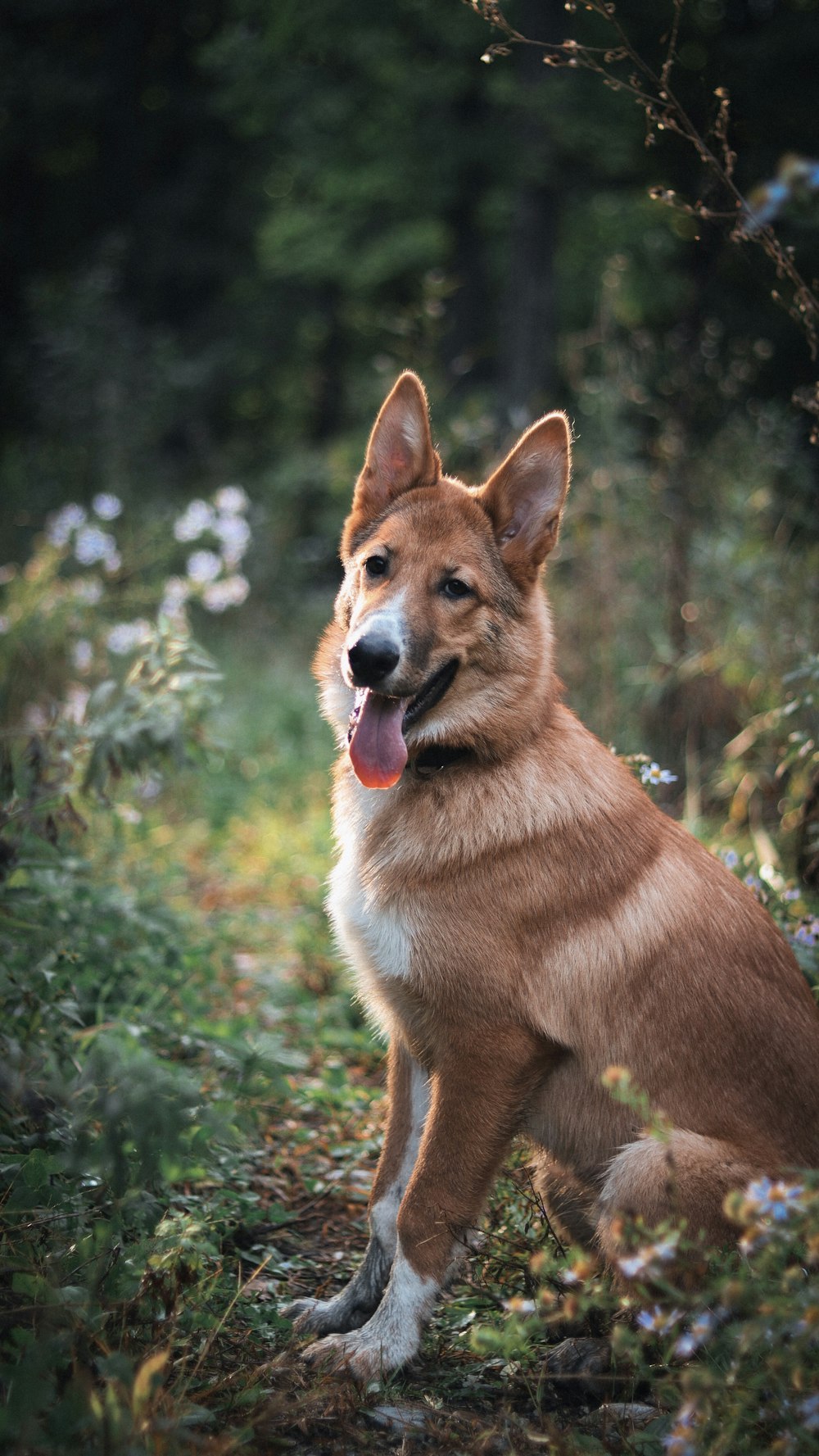 a dog sitting in the grass with its tongue out