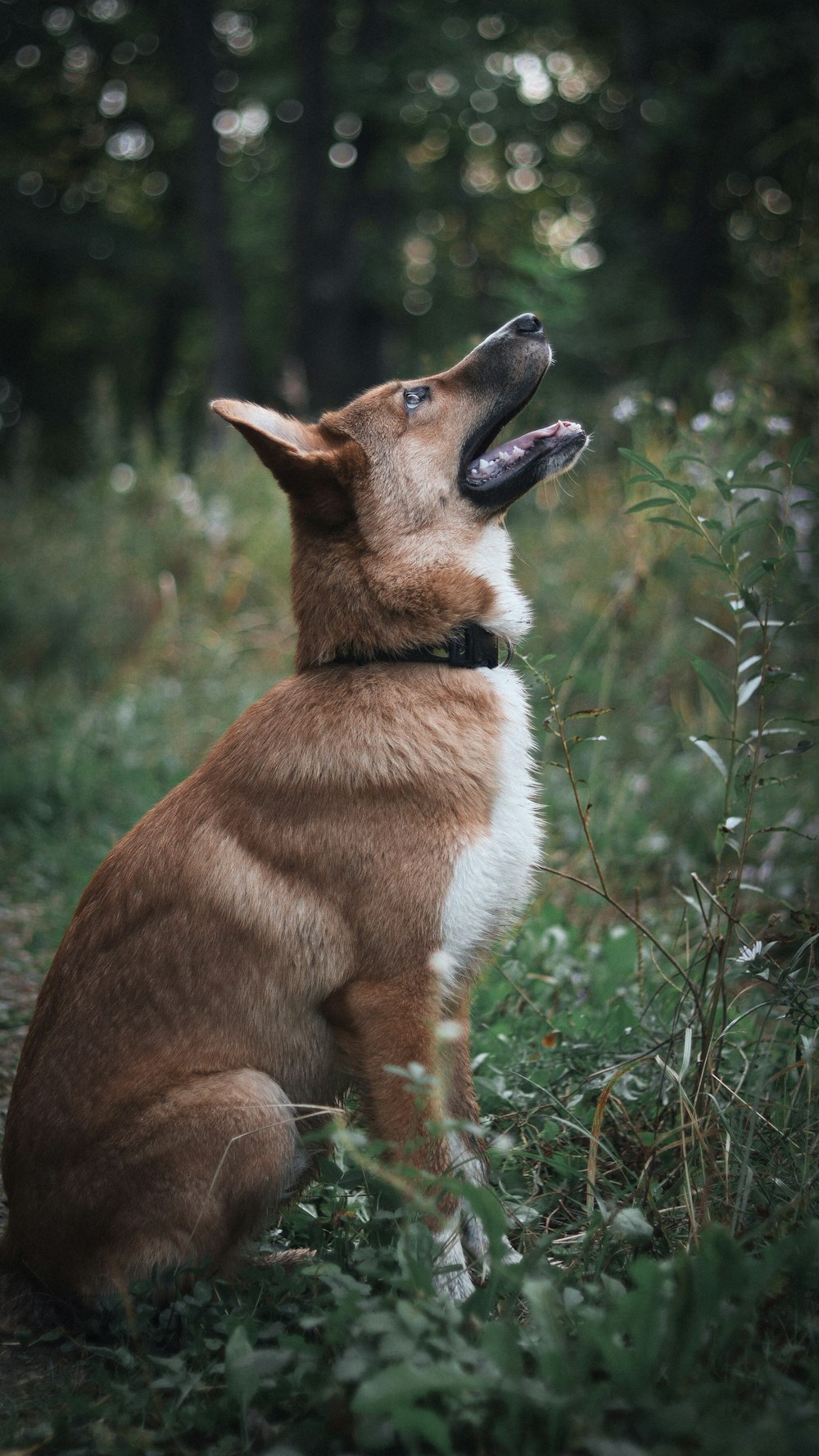 a brown and white dog sitting on top of a lush green field