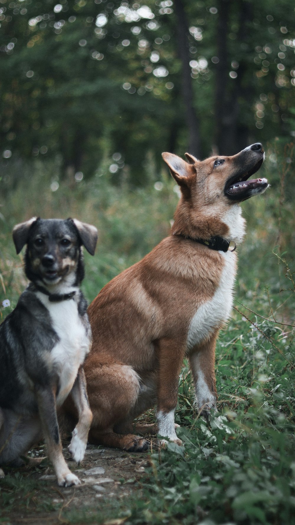 a couple of dogs sitting next to each other on a field