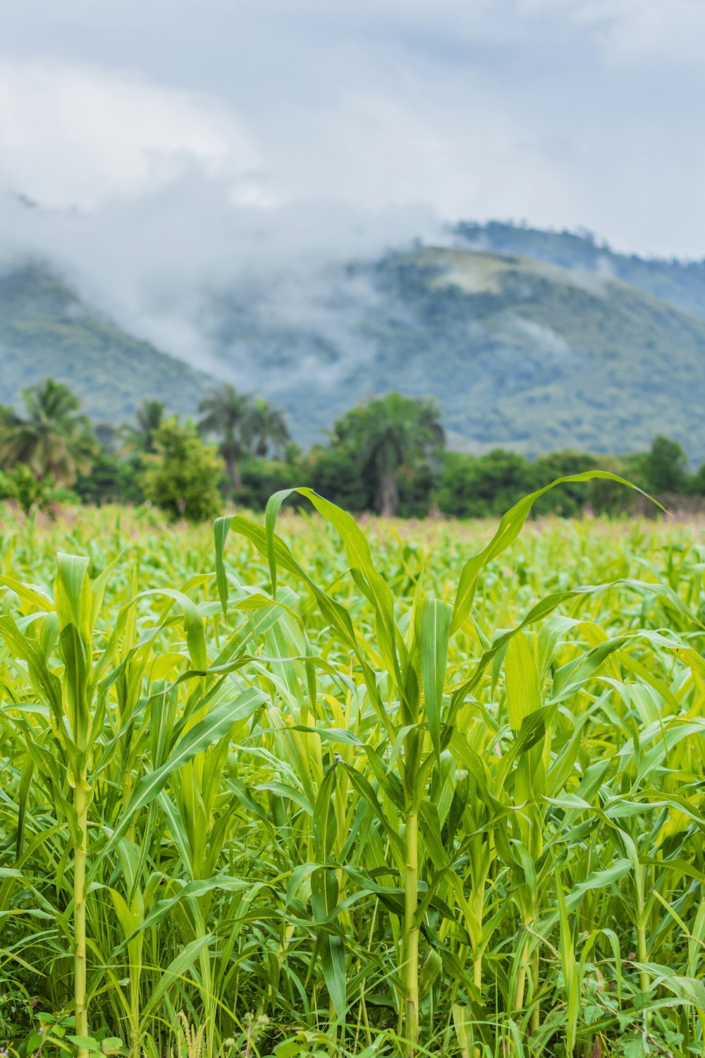 a lush green field with mountains in the background