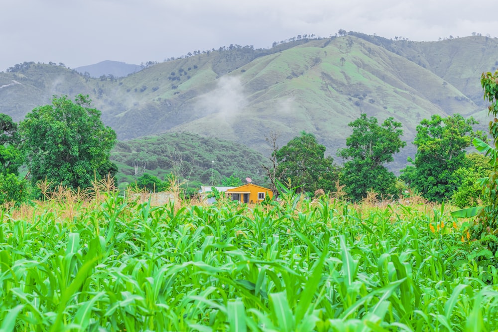 a house in the middle of a lush green field