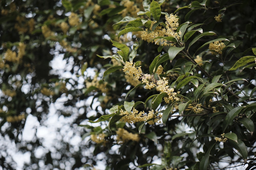 a tree with yellow flowers and green leaves