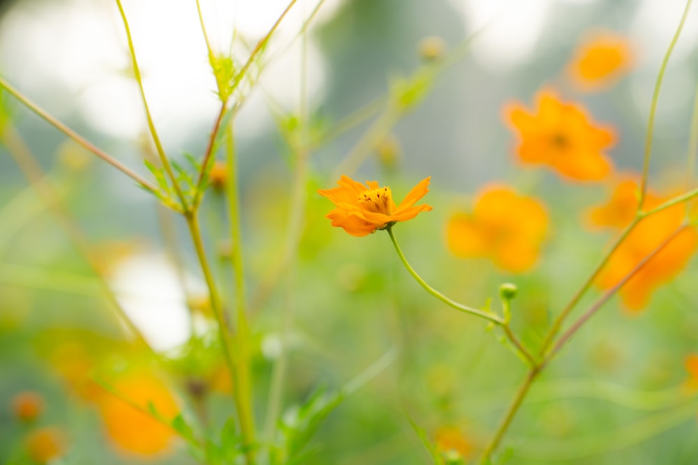 a close up of a yellow flower in a field