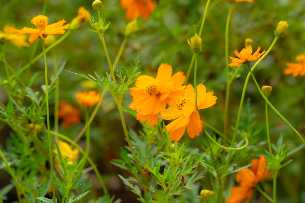 a bunch of orange flowers in a field