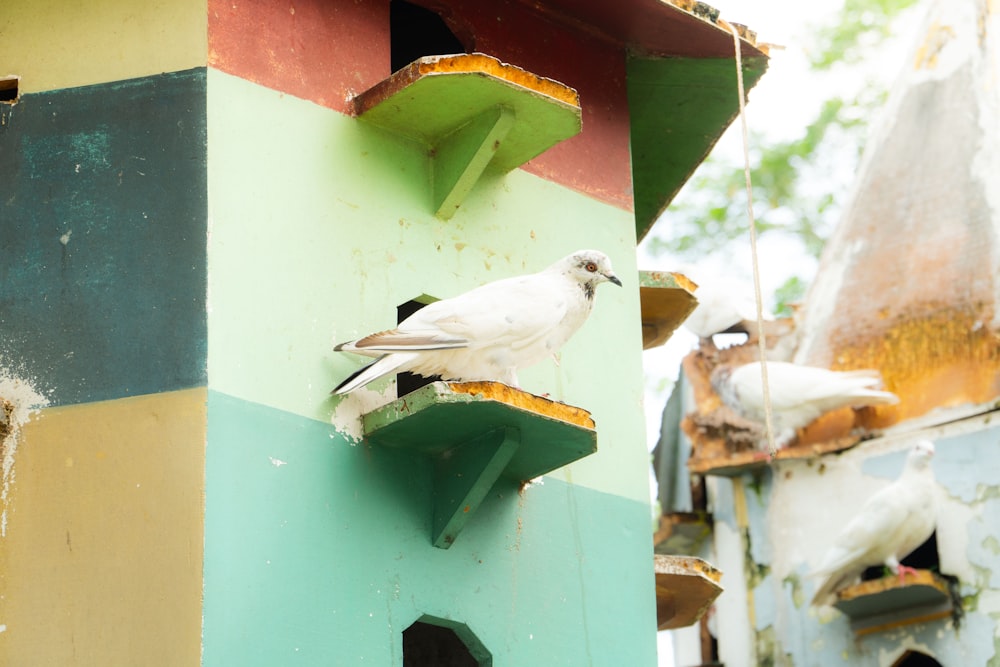 a white bird perched on top of a bird house