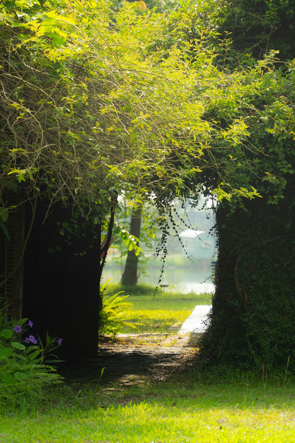 a path through a lush green forest filled with trees