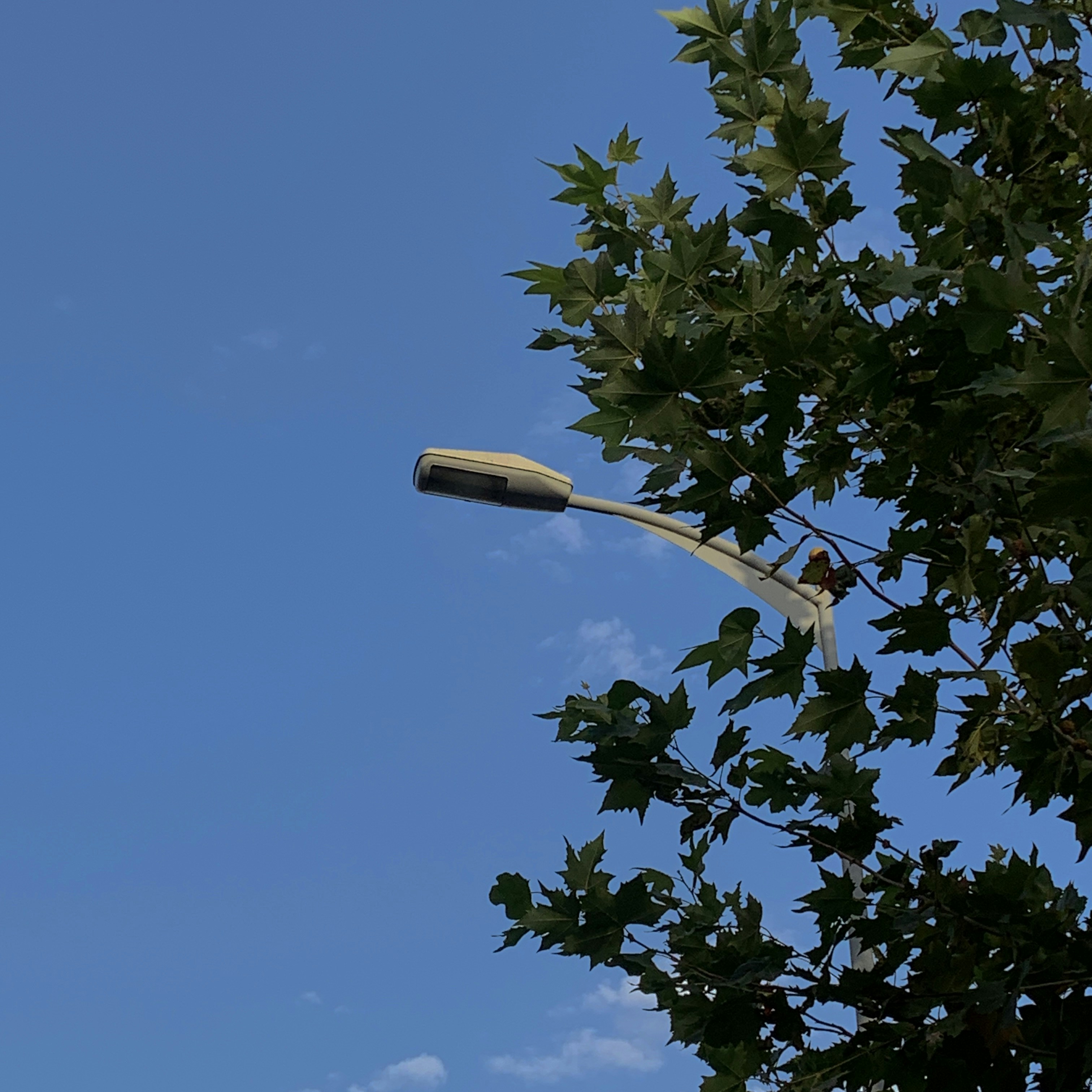 a street light hanging off the side of a tree