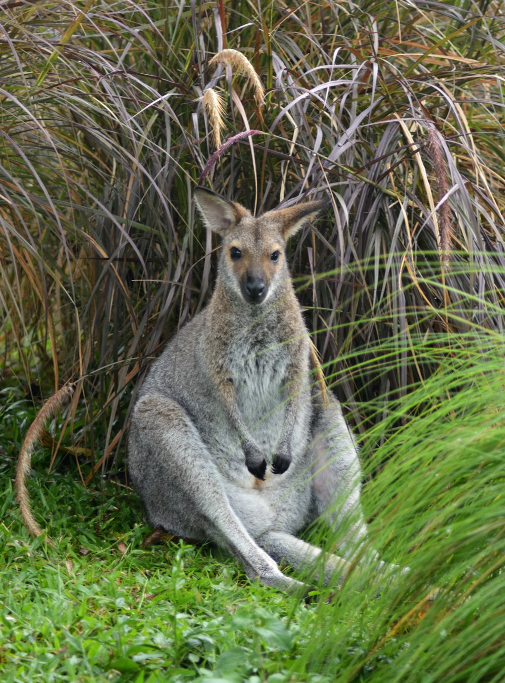 a kangaroo sitting in the grass with its front paws on the ground