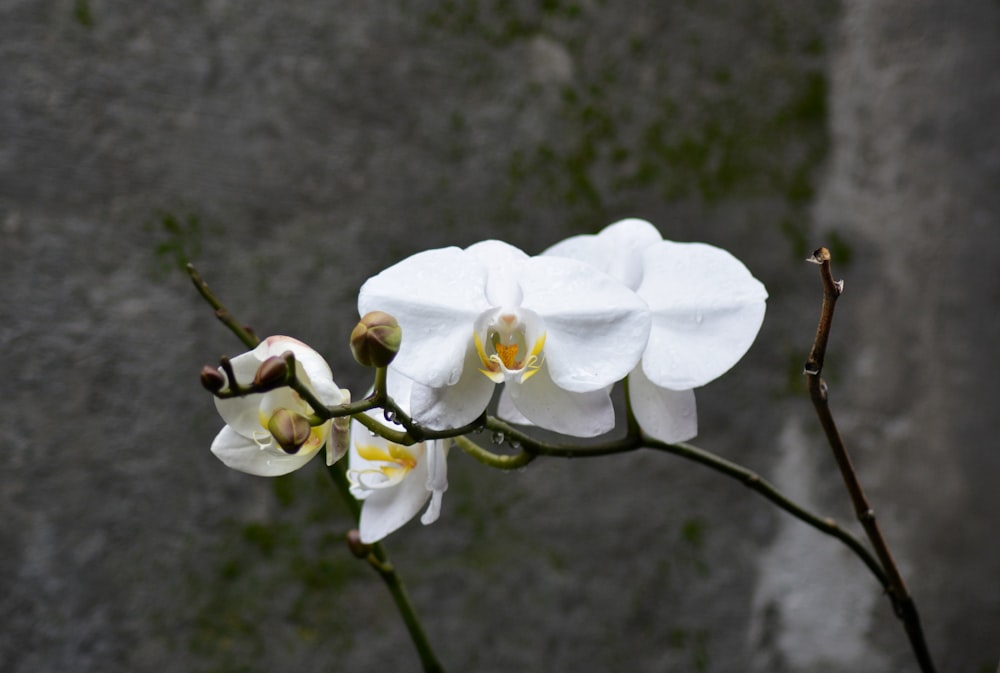 a close up of a white flower on a branch