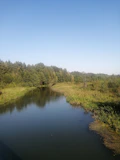 A serene river flowing through a restored forest with wildlife thriving nearby under a clear blue sky.