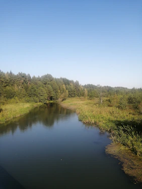 A serene river flowing through a lush green forest under a clear blue sky.
