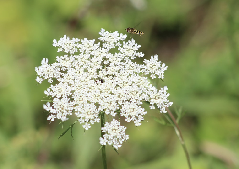 a close up of a white flower with a bee on it