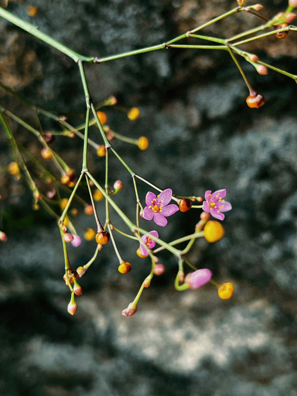 a close up of a branch with flowers on it