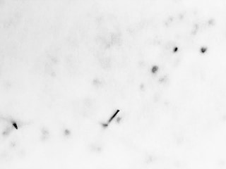 No image included as per request.