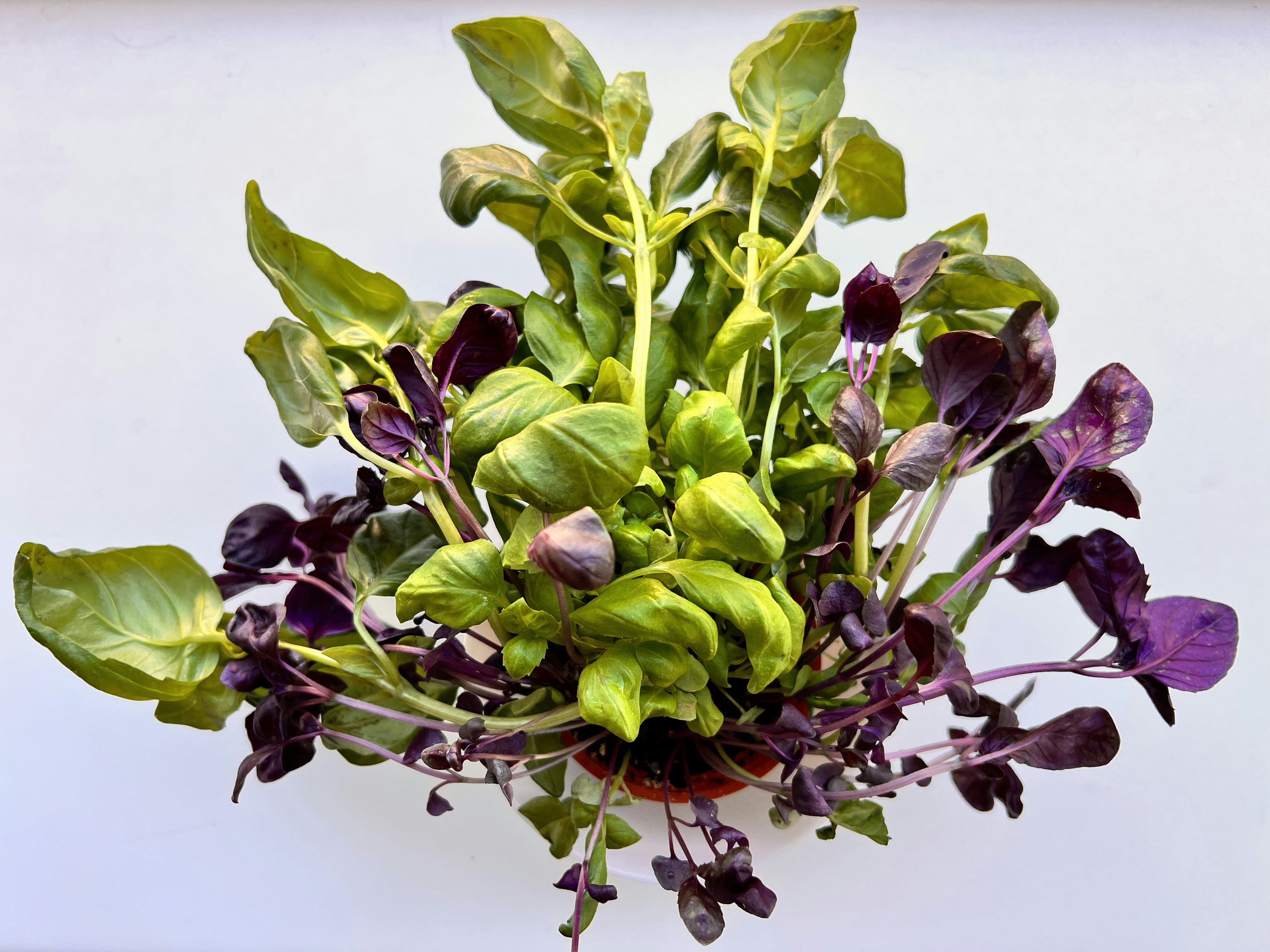 a bunch of green and purple flowers on a white background