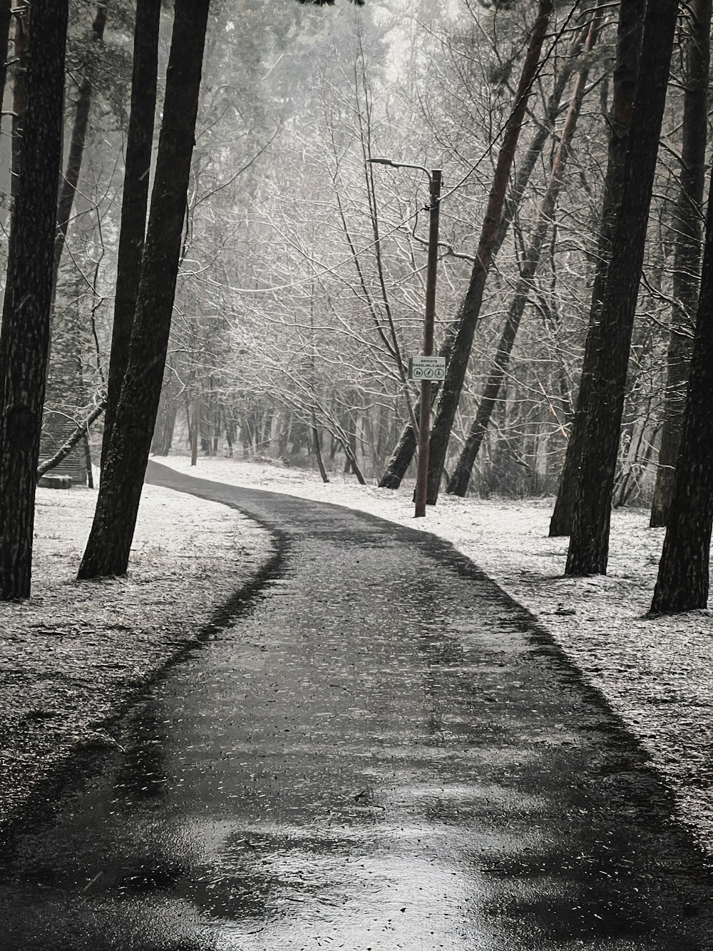 a road in the middle of a snowy forest